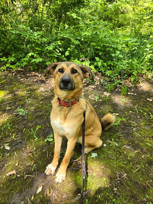 TOOGER - Shepherd available for adoption