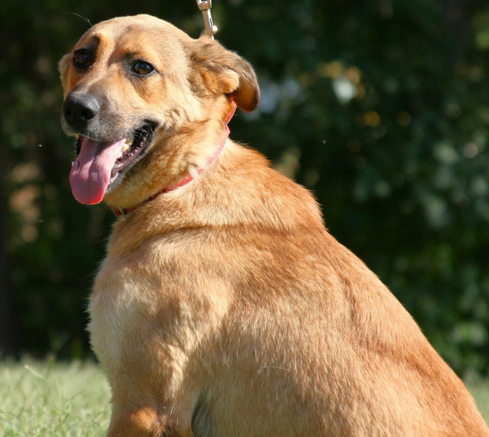 Tooger - Longest Canine Resident, photo 3