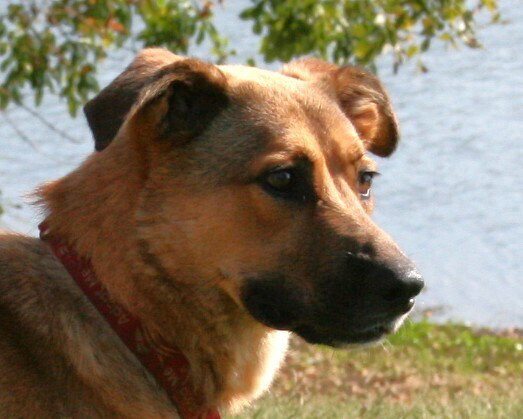 Tooger - Longest Canine Resident, photo 4