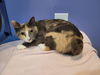 adoptable Cat in linton, IN named Bonnie