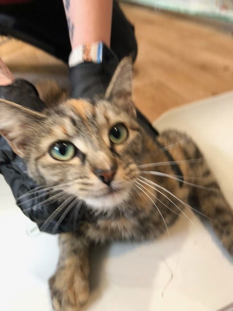 picture of the cat needing adoption