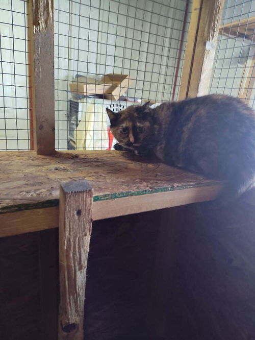 picture of the cat needing adoption