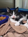 adoptable Cat in linton, IN named Marilyn Monroe