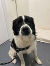 adoptable Dog in linton, IN named Bruiser