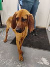 adoptable Dog in  named Bambi