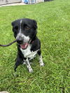 adoptable Dog in  named Cora