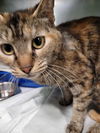 adoptable Cat in linton, IN named Freedom
