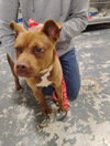 adoptable Dog in  named Dalton