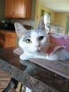 adoptable Cat in linton, IN named Trinket