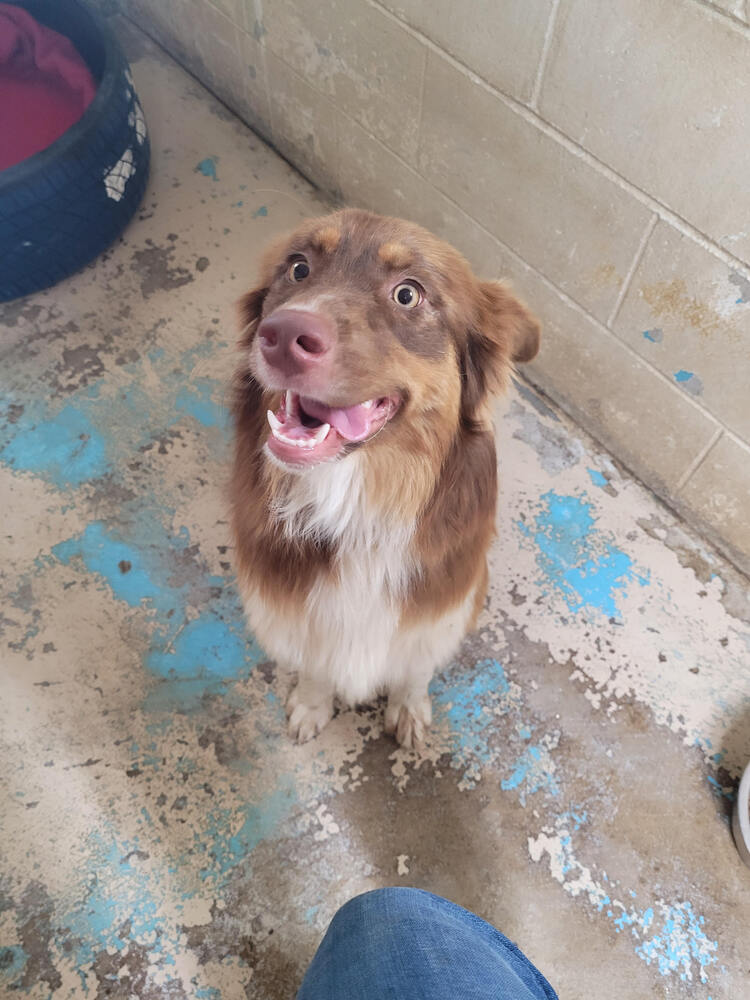 adoptable Dog in Linton, IN named Caramel
