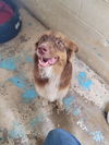 adoptable Dog in linton, IN named Caramel