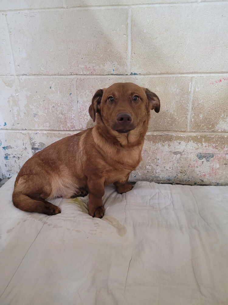 adoptable Dog in Linton, IN named Beaner