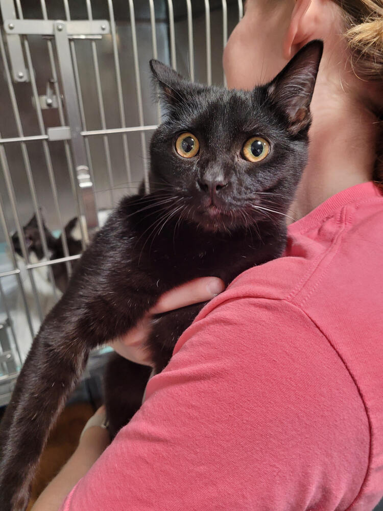 adoptable Cat in Linton, IN named Uno