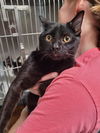 adoptable Cat in linton, IN named Uno