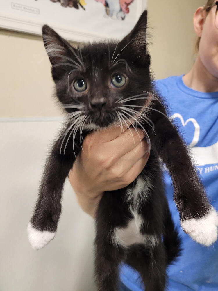 adoptable Cat in Linton, IN named Razoul