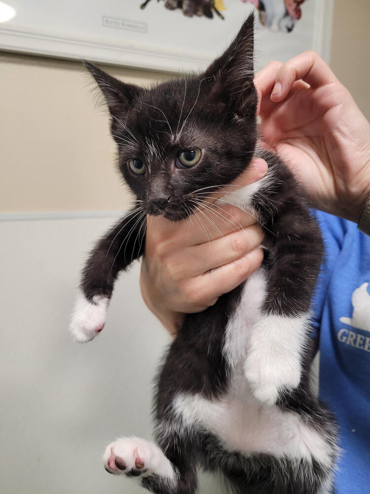 adoptable Cat in Linton, IN named Jafar