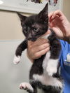 adoptable Cat in linton, IN named Jafar