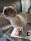 adoptable Cat in linton, IN named Stanley