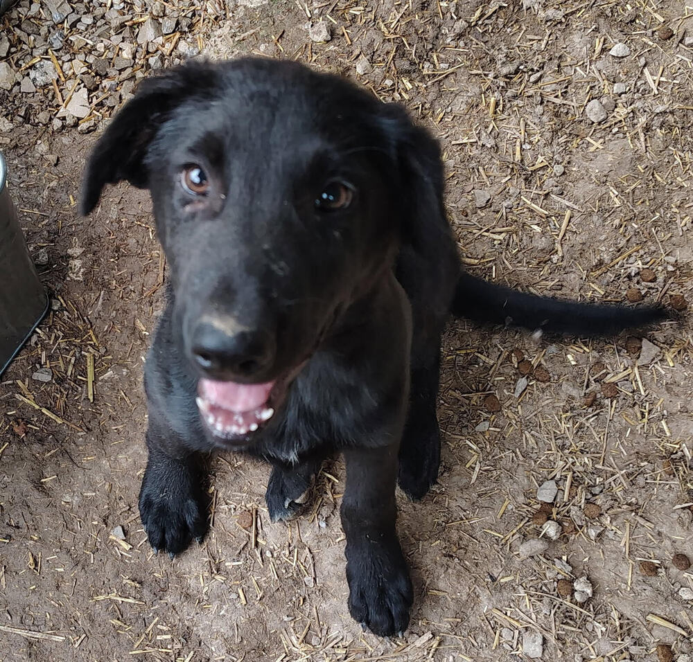 adoptable Dog in Linton, IN named Bart