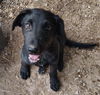 adoptable Dog in  named Bart