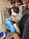 adoptable Cat in linton, IN named Justice