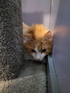 adoptable Cat in linton, IN named Goober