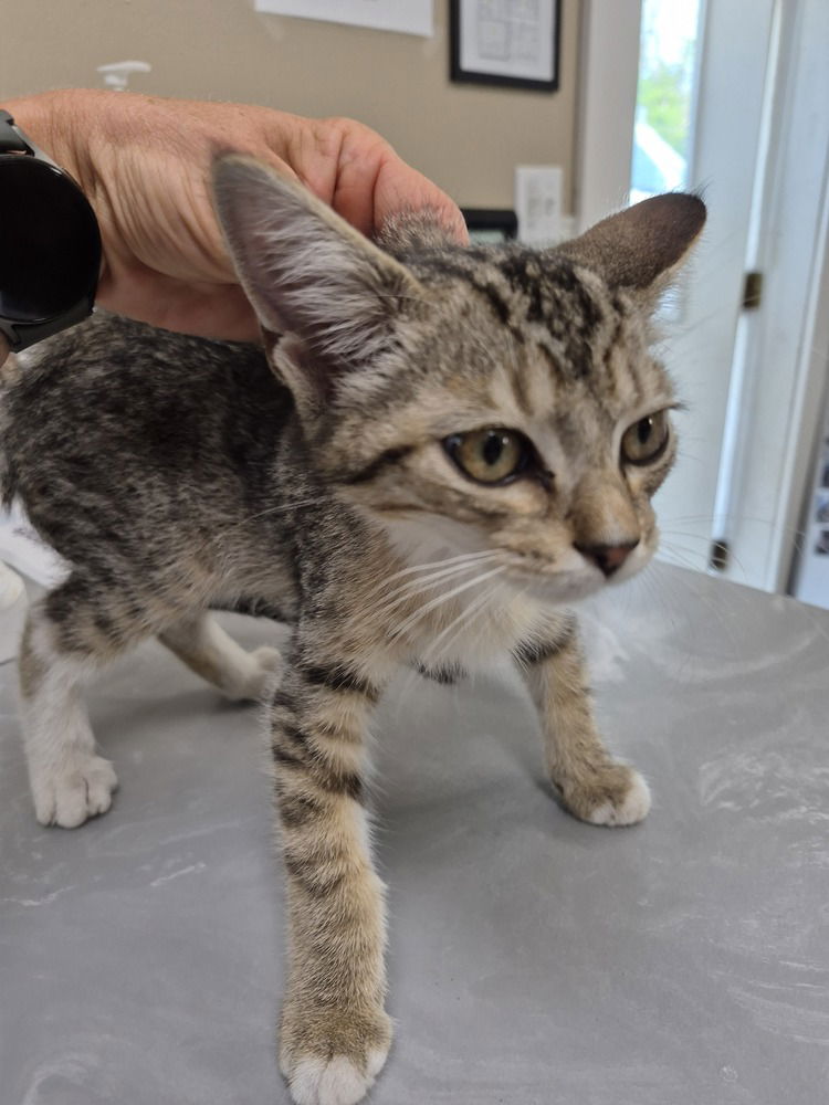 adoptable Cat in Linton, IN named Nugget