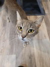 adoptable Cat in linton, IN named Seraphina