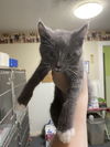 adoptable Cat in Linton, IN named Benji