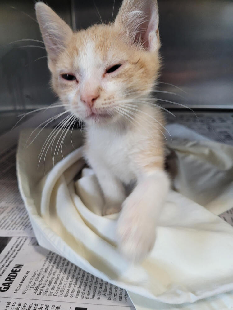 adoptable Cat in Linton, IN named Rhett