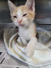 adoptable Cat in linton, IN named Rhett