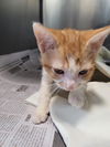 adoptable Cat in linton, IN named Roni