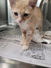 adoptable Cat in linton, IN named Rory