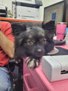 adoptable Dog in linton, IN named Lydia