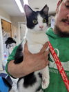 adoptable Cat in  named Abdul