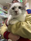 adoptable Cat in  named Parker