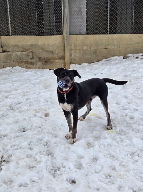 Boomie, an adoptable Labrador Retriever in Linton, IN