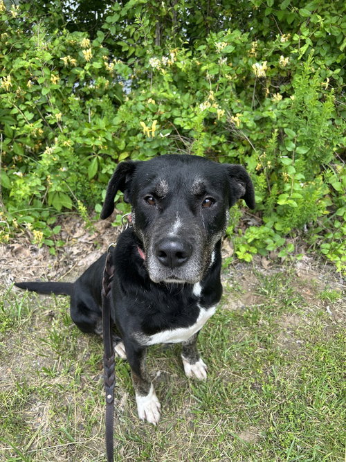 Boomie, an adoptable Labrador Retriever in Linton, IN