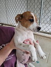 Peanut - Photo 1