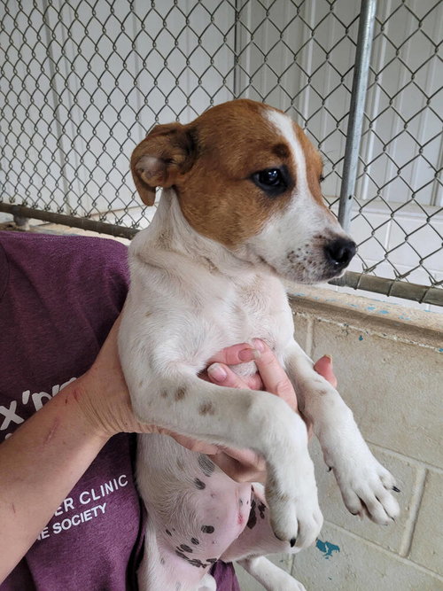 picture of the dog needing adoption