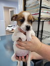 Peanut - Photo 2