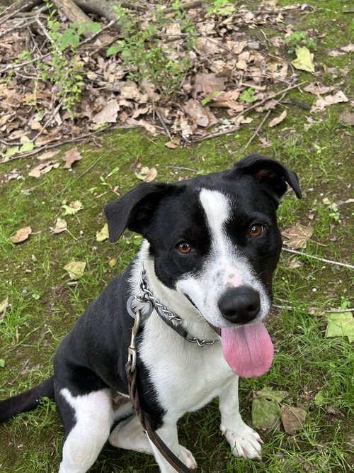 Sunshine, an adoptable Labrador Retriever in Linton, IN