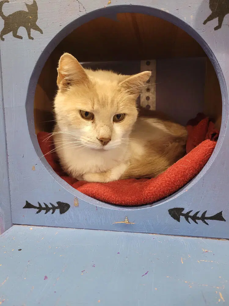 Veronica - Domestic Short Hair
