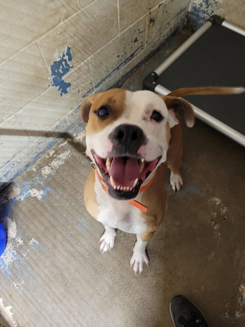 O'BANNON - Boxer available for adoption