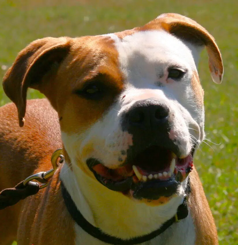 O'bannon - Boxer