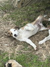 Bubba - Photo 1