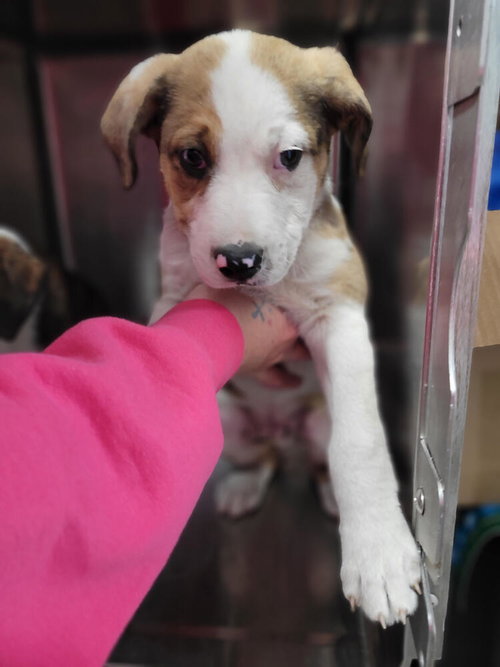 BUBBA - Pit Bull Terrier available for adoption
