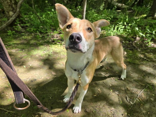 Gabe, an adoptable Husky in Linton, IN