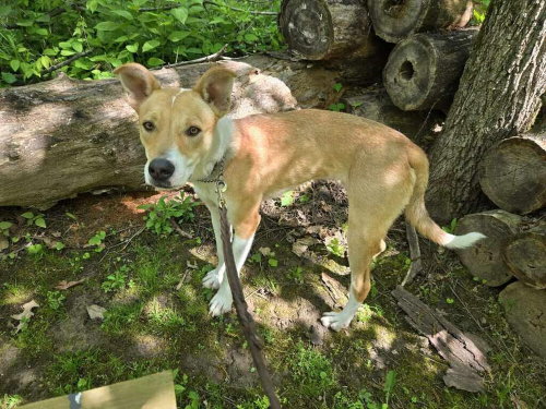 GABE - Husky / Hound available for adoption