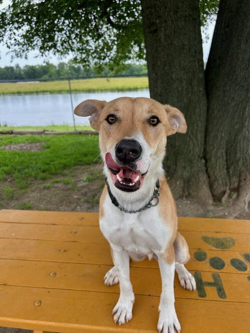 Gabe, an adoptable Husky in Linton, IN